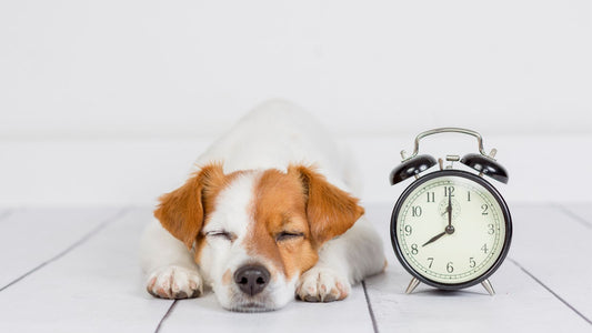 犬のおやつはいつあげる？健康管理に役立つ時間帯別の考え方