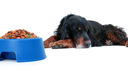 食欲不振の朝はどうする？朝ごはんを食べない犬への対応と食事リズムの考え方