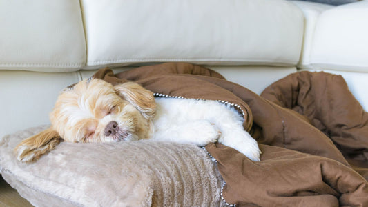 愛犬の睡眠の質をチェック｜ぐっすり眠れているサインと環境づくりのヒント