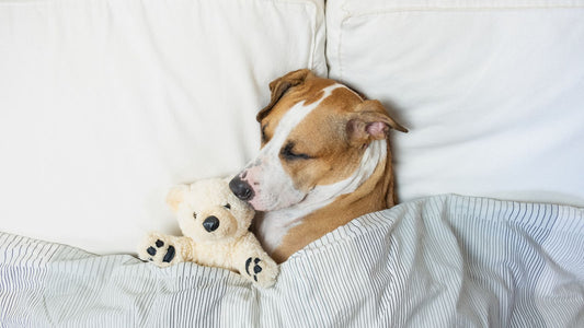 犬の体内時計を光と食事時間から考える｜生活リズムをととのえる毎日の習慣