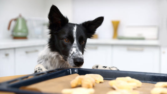 犬のおやつと健康管理｜ごほうびを“からだをととのえる時間”に変える考え方