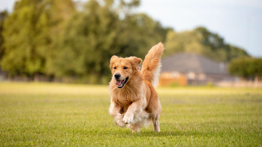 犬のお散歩とおやつの時間学｜運動の前後どちらにあげるべき？